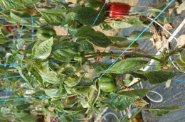 Symptôme de dégâts liés à une forte colonisation de  poivrons par des pucerons